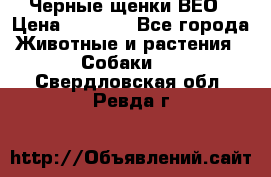 Черные щенки ВЕО › Цена ­ 5 000 - Все города Животные и растения » Собаки   . Свердловская обл.,Ревда г.